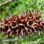 Seed pods on stem, Woodvale